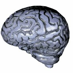 Distortions Human Brain Realistic Grey Prop Decorations & Props